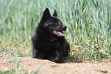 SCHIPPERKE 628